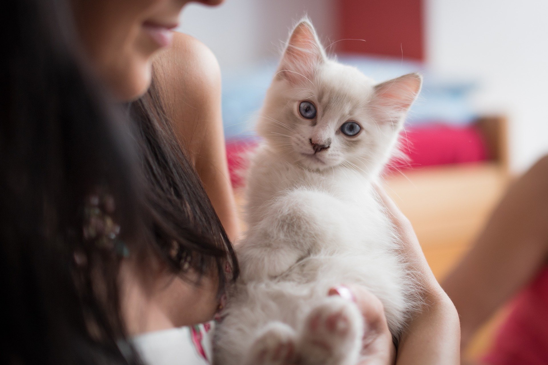 女子大学生の一人暮らしで猫は飼える 費用や不安を解消します キャットフードの神様