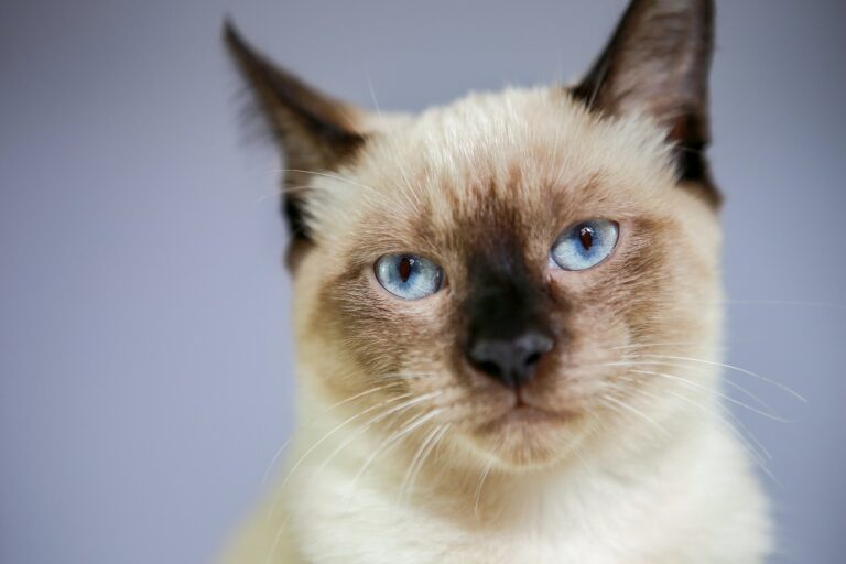 ライラックポイントのシャム猫は珍しい?他のポイントカラーも解説! - キャットフードの神様