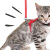 子猫はハーネスをいつからつけれるの?メリットデメリットは?