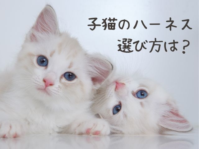 子猫のハーネス選び方は?