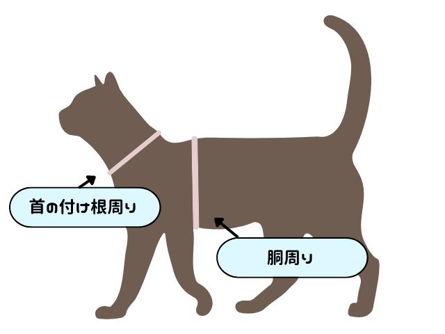 猫ハーネスサイズ測る部位