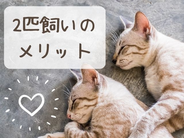 猫2匹飼いメリット