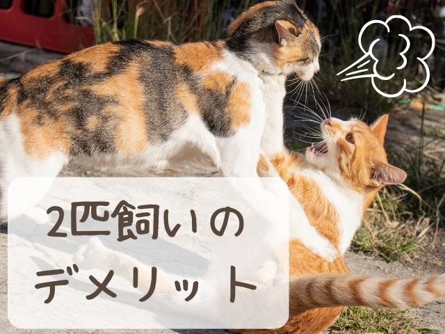 猫2匹飼いデメリット