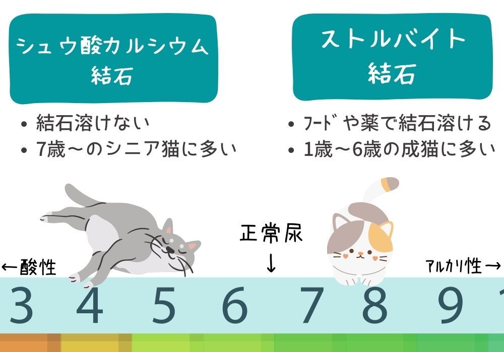 シュウ酸カルシウム結石とストルバイト結石の違い