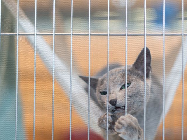 ロシアンブルー飼育