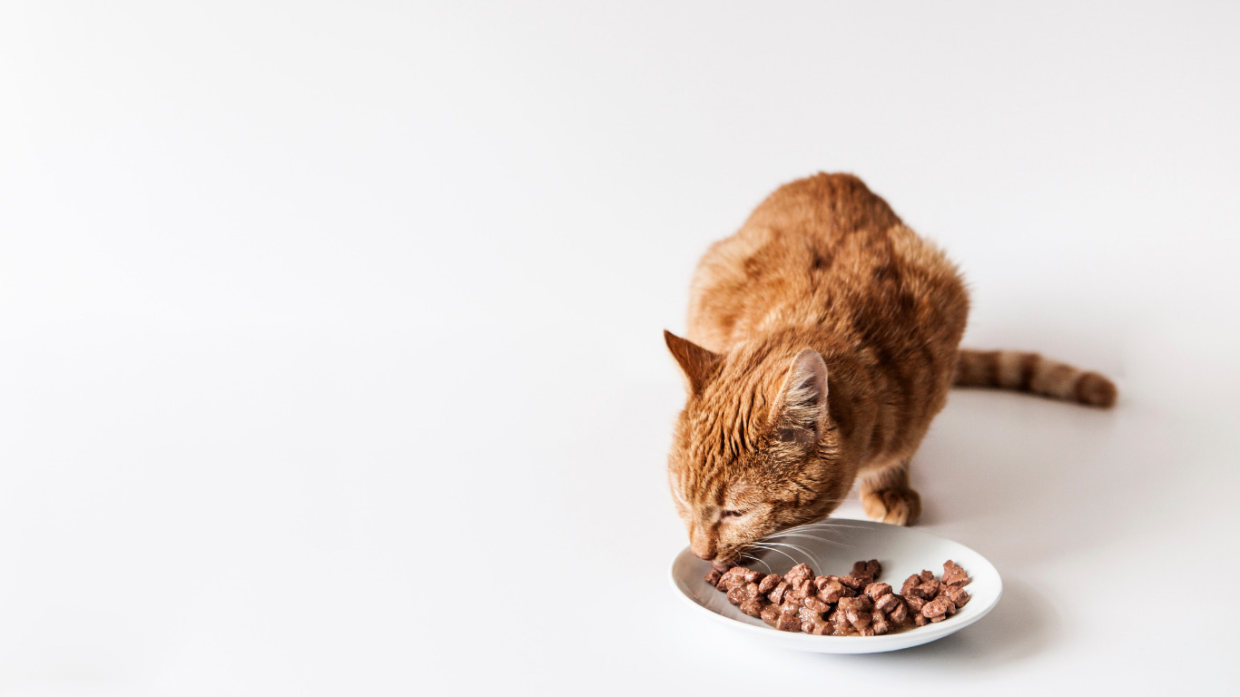 猫の餌はカリカリだけでいい?栄養は足りる?猫の餌について解説 - キャットフードの神様
