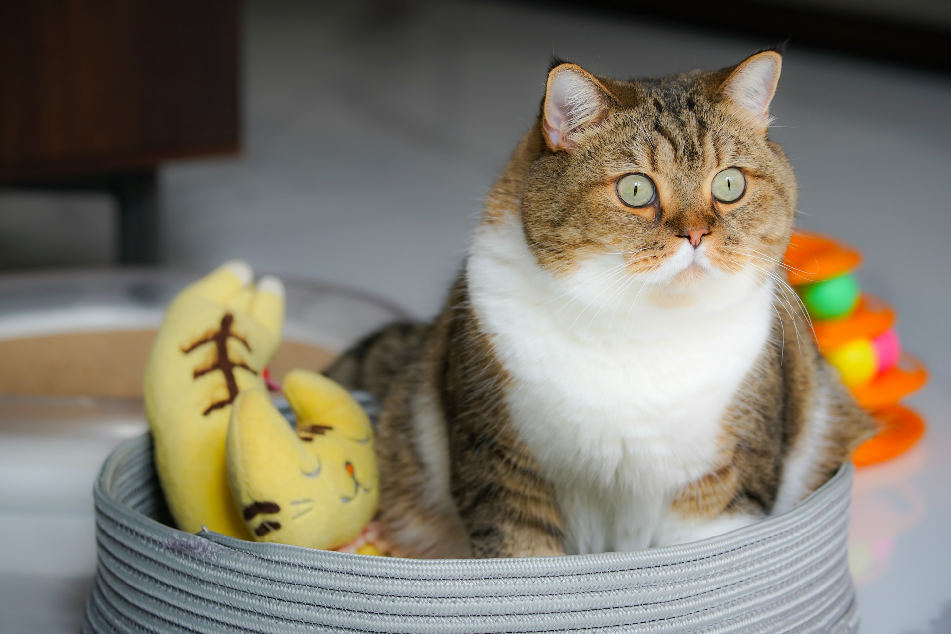 猫餌のカルカンパウチは種類が多すぎ!買うべきおすすめの商品3選 - キャットフードの神様